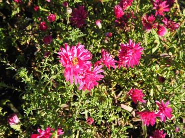 .Aster novi-belgii Royal Ruby - Glattblatt-Aster Royal Ruby Rubinrote Blüten der Glattblatt-Aster Royal Ruby