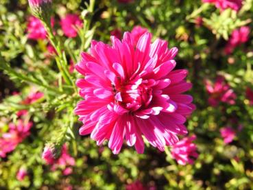 .Aster novi-belgii Royal Ruby - Glattblatt-Aster Royal Ruby Rosarot blühende Glattblatt-Aster Royal Ruby