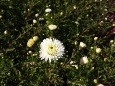 Preview: Weißblühende Glattblatt-Aster White Ladies