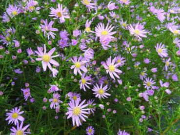 Preview: Rosa Blüten der Pringleis-Aster Pink Star