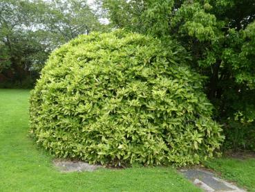 Prächtig entwickelte Aucuba japonica Variegata