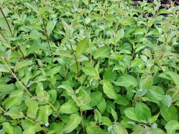 Rysk kornell Baton Rouge, Cornus alba Baton Rouge