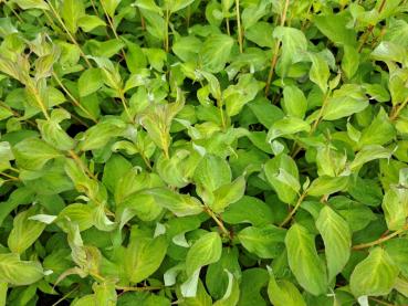 Rysk kornell Baton Rouge, Cornus alba Baton Rouge
