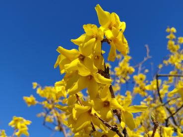 Forsythie Beatrix Farrand mit gelben Blüten