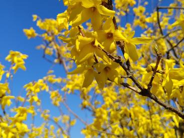 Forsythie Beatrix Farrand - Bienenweide