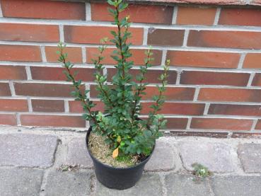 Berberitze Microphylla - Verkaufsware