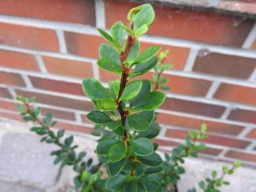 Berberitze Microphylla - Berberis thunbergii Microphylla