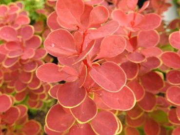 Berberitze Orange Sunrise - Berberis thunbergii Orange Sunrise