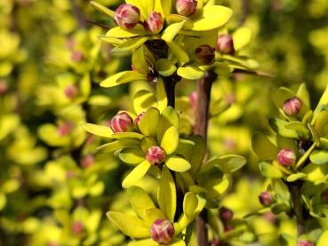 Preview: Berberitze Powwow mit roten Blütenknospen