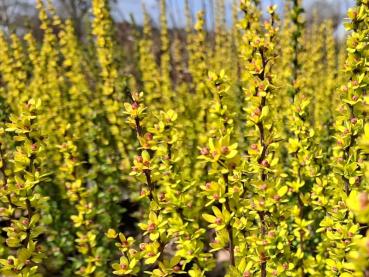 Preview: Goldgelber Austrieb der Berberitze Powwow