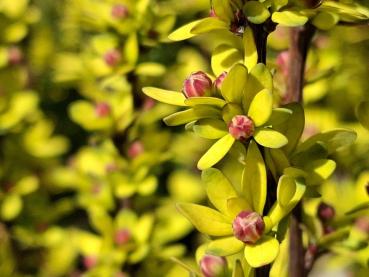 Rote Knospen der gelblaubigen Berberitze Powwow