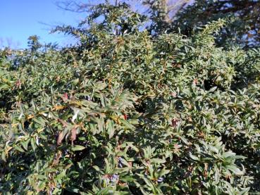 Berberis verruculosa