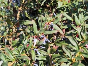 Blaue Früchte der Warzenberberitze