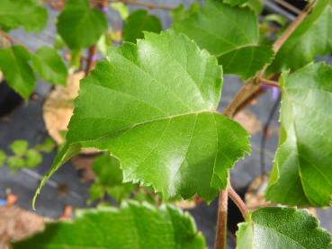 Betula nigra Black Star - Schwarzbirke Black Star