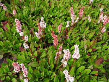 .Bistorta affinis Dimity