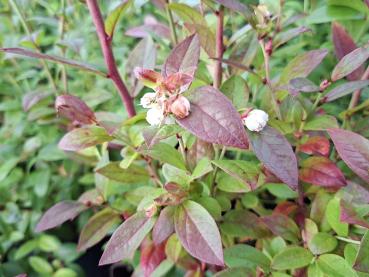 Preview: Letzte Blüten der Heidelbeere Jorma im Herbst