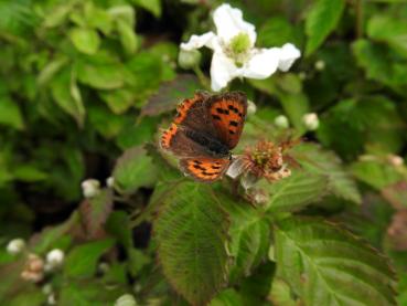 Auch Schmetterlinge mögen die Brombeere Coolaris® Patio Black