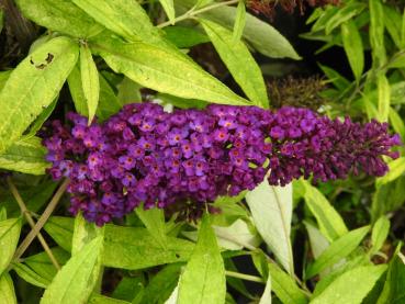 Fjärilsbuske Magda's Gold Knight - Buddleja davidii Magda's Gold Knight