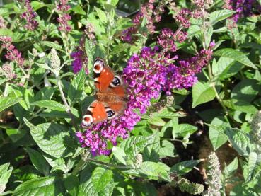 Sommerflieder Red Chip, Buddleja Red Chip