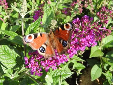 Sommerflieder Red Chip, Buddleja Red Chip