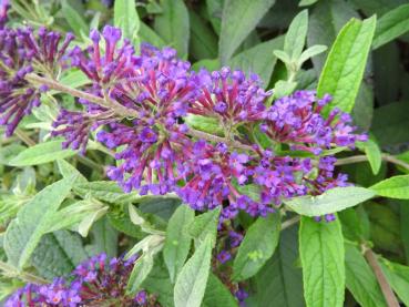 Hübsche blaue Blüten des Sommerflieder Reve de Papillon Blue