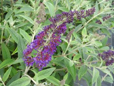 Blaulila blühender Sommerflieder Reve de Papillon Blue