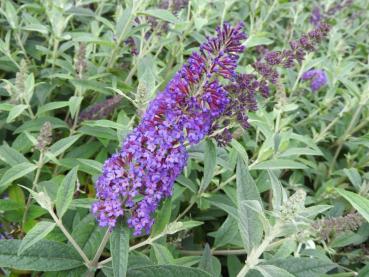 Blaublühender Sommerflieder Reve de Papillon Blue