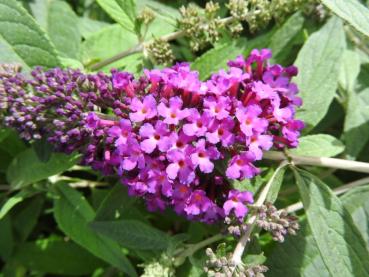 Fjärilsbuske Dreaming Purple - Buddleja Dreaming Purple