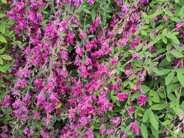 Pinke Blüten des Buschklees im September