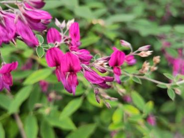 Buschklee mit hübschen, pinken Blüten im Herbst