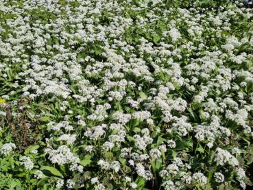 Bärlauch als blühender Bodendecker