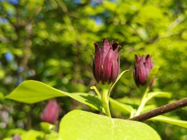 Calycanthus floridus