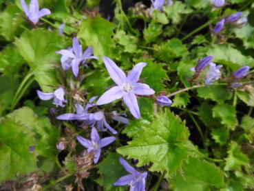 Hängepolster-Glockenblume Blauranke - .Campanula poscharskyana Blauranke
