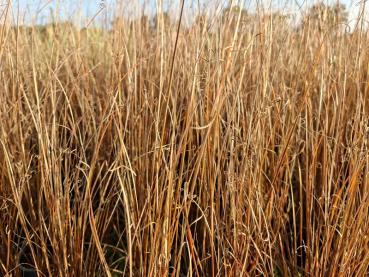 .Carex buchananii - Fuchsrote Segge