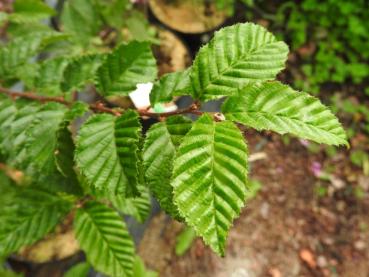 Carpinus betulus Orange Retz - Avenbok Orange Retz