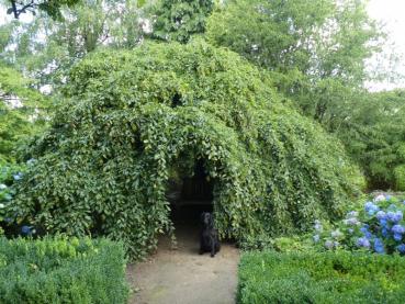 Carpinus betulus Pendula - Hängavenbok