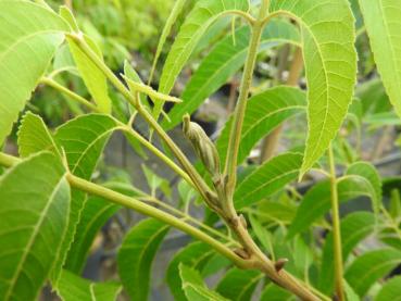 Carya illinoinensis Excel - Pecan, Pekannuss Excel