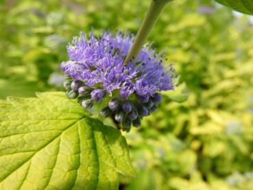 Caryopteris clandonensis Hint of Gold - Skäggbuske Hint of Gold