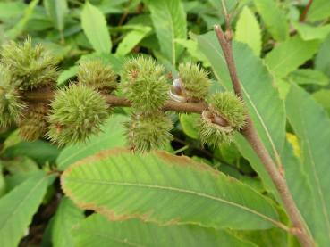 Castanea pumila - Zwerg-Edelkastanie, Chinquapin