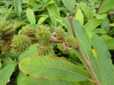 Zwerg-Edelkastanie im Oktober