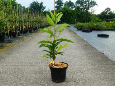 Pyramiden-Esskastanie - Castanea sativa Pyramidalis