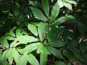 Castanea sativa