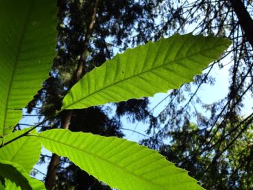 Castanea sativa