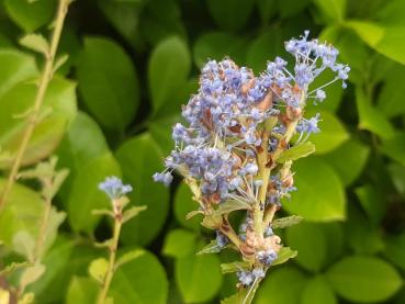 Ceanothus griseus Yankee Point - Säckbuske Yankee Point