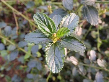 Ceanothus prostratus - Städsegrön säckbuske