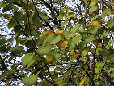 Cercidiphyllum japonicum