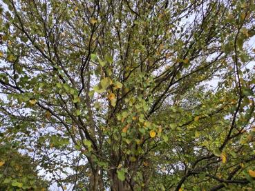 Cercidiphyllum japonicum