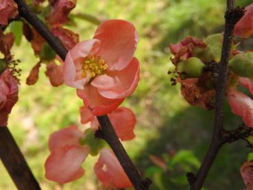 Chaenomeles Pink Trail - Zierquitte Pink Trail