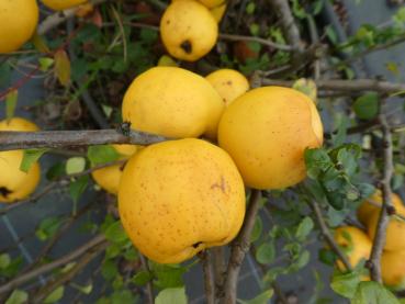 Gelbe, quittenartige Früchte der Japanischen Zierquitte