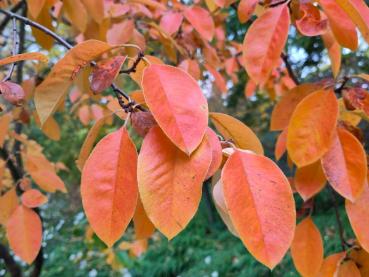 Pseudocydonia sinensis